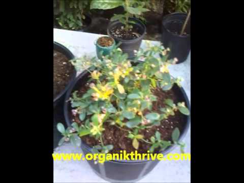 download lagu mp3 mp4 Sunshine Blue Blueberry In Container, download lagu Sunshine Blue Blueberry In Container gratis, unduh video klip Sunshine Blue Blueberry In Container