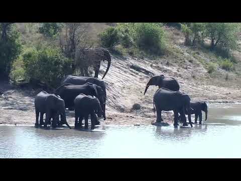 Djuma: Lone Elephant joined by others - 09:01 - 10/03/2022