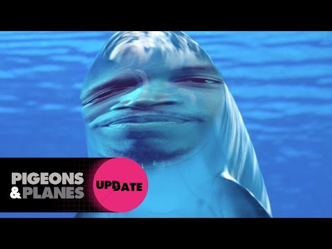 How Smart Are Dolphins?  | Pigeons & Planes Update