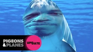 How Smart Are Dolphins?  | Pigeons & Planes Update