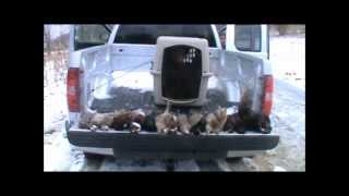 preview picture of video 'Pheasant And Chukar Hunting Albion PA 2013'