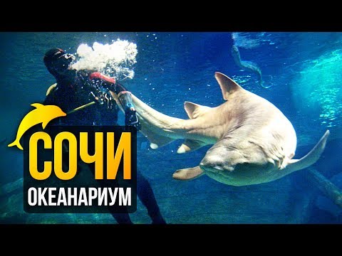 Океанариум Сочи — Sochi Discovery World 
