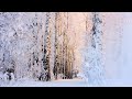 Sunrise at the Snowy Forest - Winter Morning Ambience