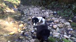 preview picture of video 'PETS in the AGRITURISMO ALTOBELLO'S WOOD Verona Italy'