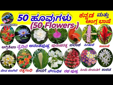 50 Flowers||🌹50 ಹೂವುಗಳು #flowersinkannada #learn  #ಹೂವುಗಳು @KidsMediaTalkies 