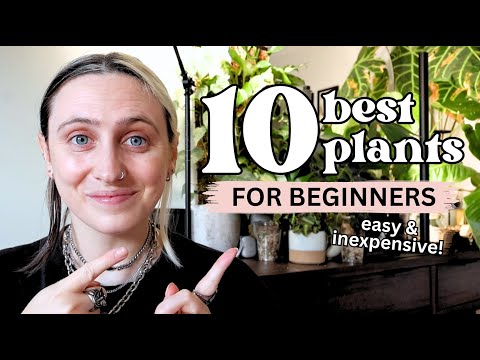 The 10 best plants to start with 🌿 Easy Plants for Beginners