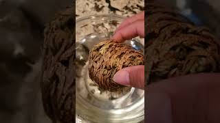 Rose of Jericho aka resurrection plant comes back to life with water!