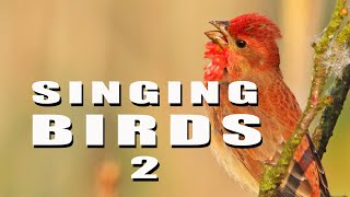 Birds Singing 2 gameplay video by mgraham, 42:12 duration