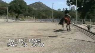 Star Spangled Hit May 25, 2010 DOB 4-26-2006 Star Spangled Hit May 25, 2010 DOB 4-26-2006