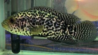 Jaguar fish