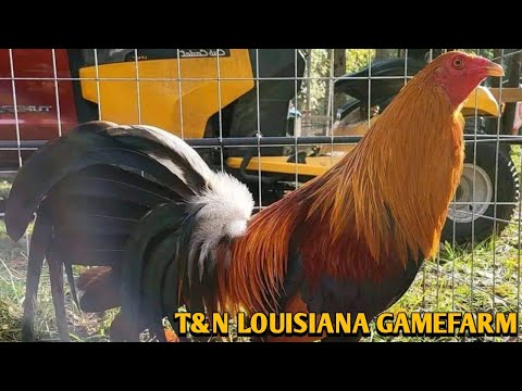 Pure Larry Romero Yellow leg hatch Grey Albany - T&N LOUISIANA FARM