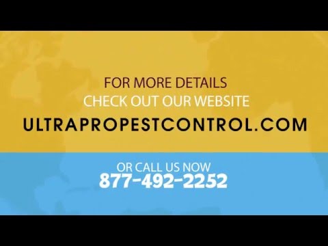 Integrated Pest Management For Keeping Rodents Out of Your Warehouse 2/5