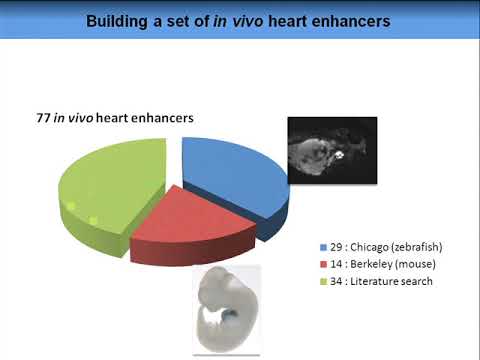 Cracking the genetic code of heart regulatory elements - Ivan Ovcharenko - ISMB 2010