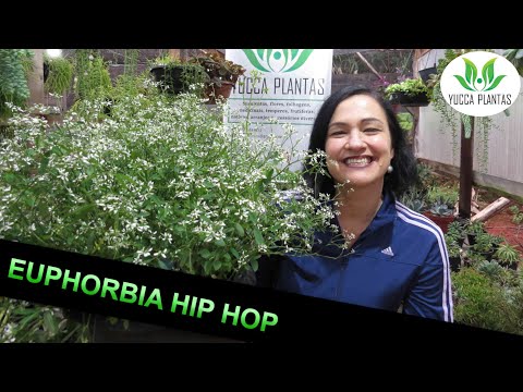 , title : 'Euphorbia Hip Hop - Uma maravilha da natureza!'