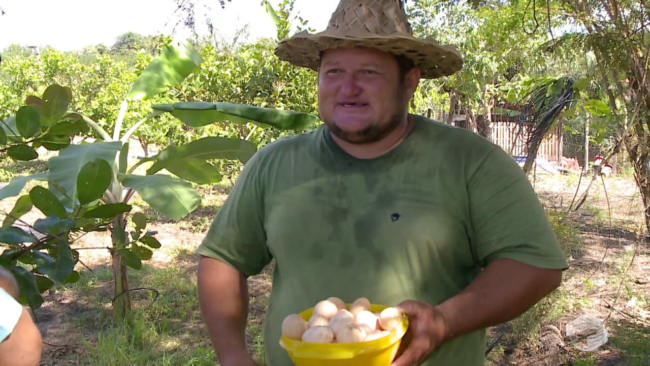 Produção diversificada é modelo para agricultura familiar bem sucedida