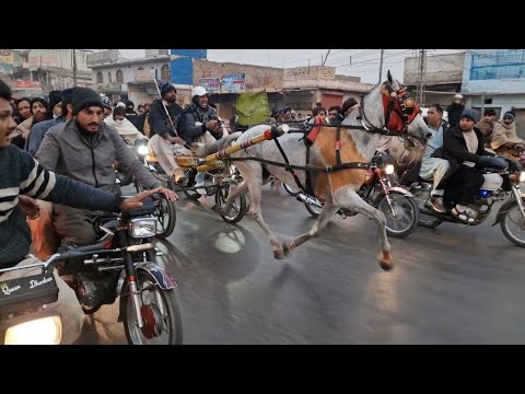 Fastest rece of Pakistan 🇵🇰 Dharkan vs Neeli patang |horse race 