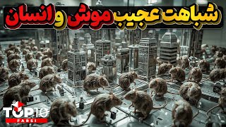 یونیورس 25 ، انقراض موشهای ساکن یک شهر با تمام امکانات رفاهی