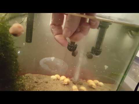 How To Hatch a Mystery Snail Clutch