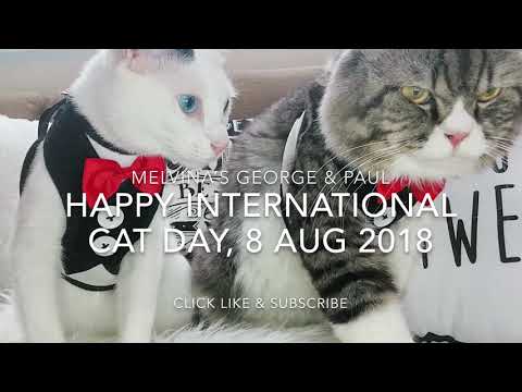 HAPPY INTERNATIONAL CAT DAY, 8/8/2018