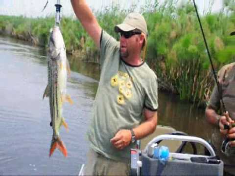 Fly Fishing for Tigerfish - Okavango Delta, Botswana - WWW.TIGERFLY.CO.BW