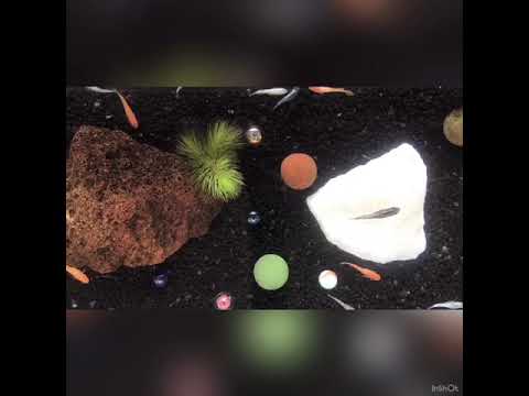 総合人間学科 FTKチャンネル〜メダカ編❷〜