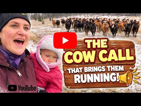 The Cow Call That Brings the Whole Herd Running