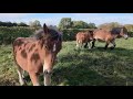 2 pouliches Trait Ardennais