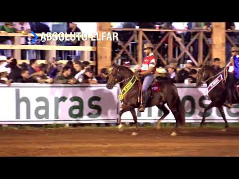 Campeões Nacionais 2018 Mangalarga Marchador Cavalos Marcha Batida