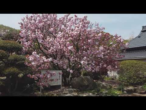 【宗堂桜】 2021桜 ～空旅時間～ 岡山市を感じるスカイウォーク