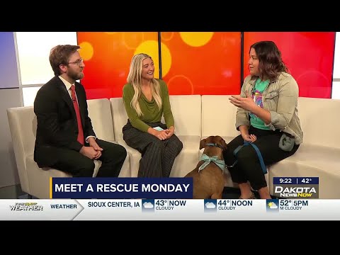 Meet a Rescue Monday: Cobain