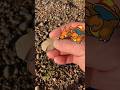 Native American Artifact found Opening Pokémon #native #artifact #arrowhead #pokemon #viral #trend