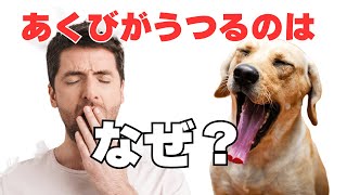 あくびがうつるのは何故？犬と人の共感の秘密