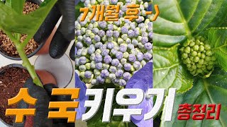 수국 키우기 7편 