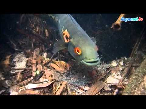 Crenicichla marmorata nel Rio Tapajos