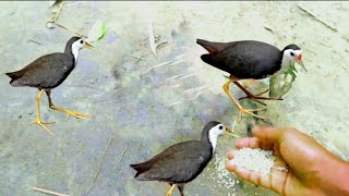 Download lagu ডাহুক পাখি বাড়িতে পোষ মানানো! ডাহুক পাখি সেকার! পাখি শিকার! Dahuk bird! Diook birds hunting mp3