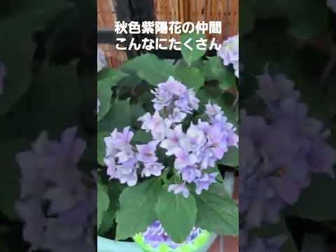 アジサイの下に置く植物はどれ？この夏、美しさをさらに高める6種の組み合わせ  庭園