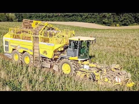 Rübenernte 2022 mit Ropa Tieger 6 | LKS Starkenberg