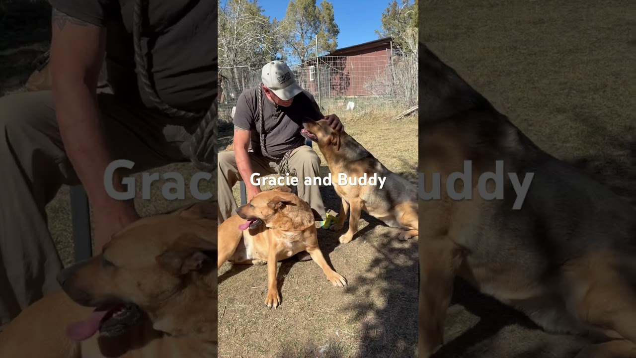 Gracie, an adopted mixed breed in Durango, CO video 3/3