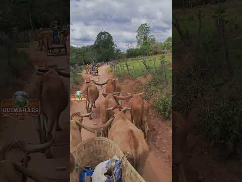 Serra dos Lopes: tradição e cultura mineira preservadas em vídeo