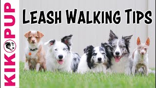 Loose Leash Walking Tips