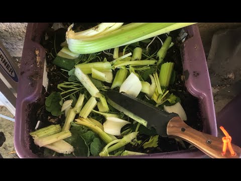 Worm Bin Maintenance