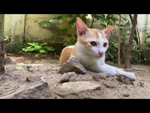 4K HDR 60fps - cute kittens playing and relaxing | baby cats [ Free Stock Footage ]