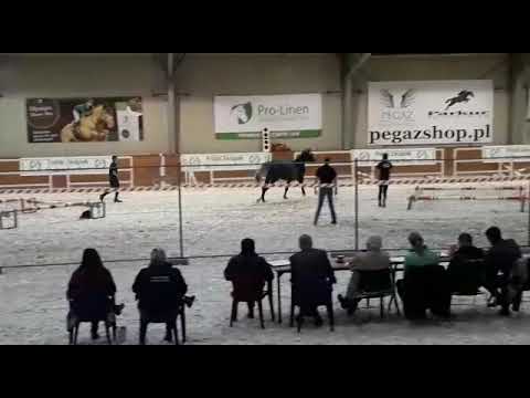 Adagio 3 yo Adagio de talma x Calido