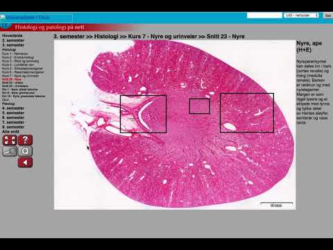 HISTOLOGI (URINORGANER): NYRE