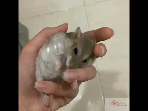 Mäuse gegen Katzen(gatos contra ratones)