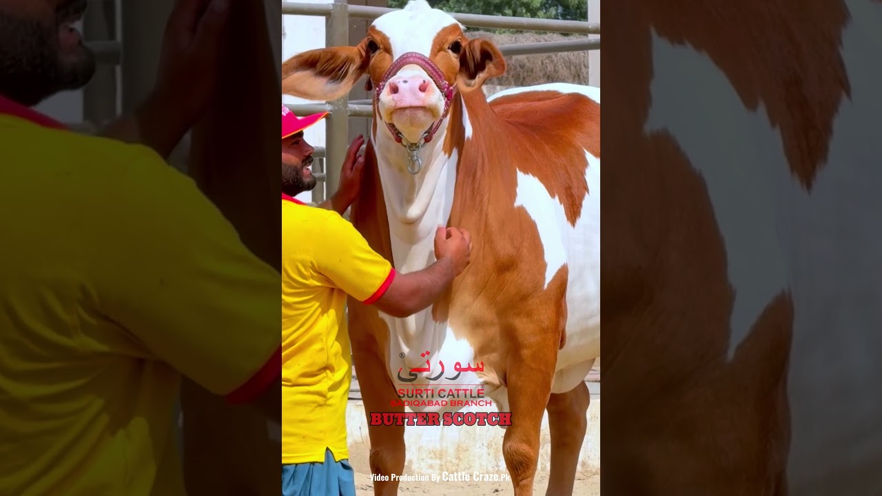 BUTTER SCOTCH BACHRI SURTI