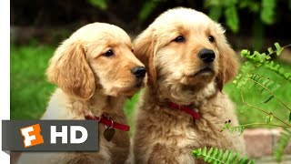 Golden Winter (2012) - Puppies to the Rescue! Scene (6/10) | Movieclips