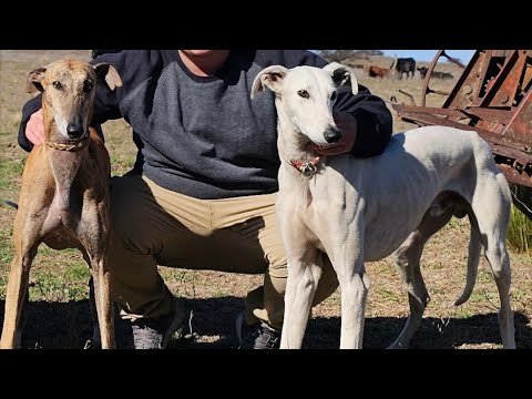 Galgos de campo 2025. Amalaya en su sexta temporada y su hijo Calden con 1 año y 4 meses