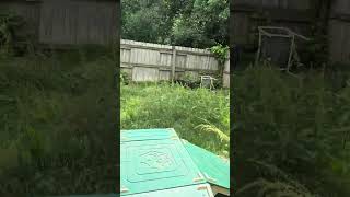 Video preview image #1 Labrador Retriever-Unknown Mix Puppy For Sale in Jackson, MS, USA
