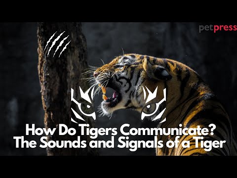 How Do Tigers Communicate? The Sounds and Signals of a Tiger Explained!